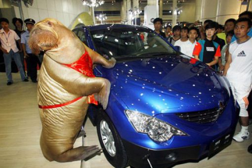 Asians Know How to Live