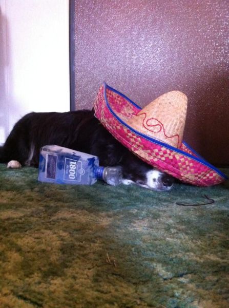 Morning Picdump