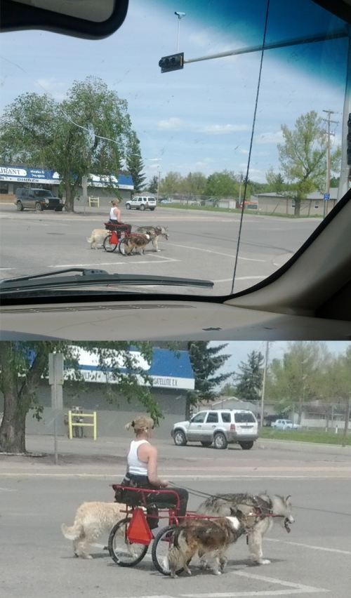 Daily Picdump
