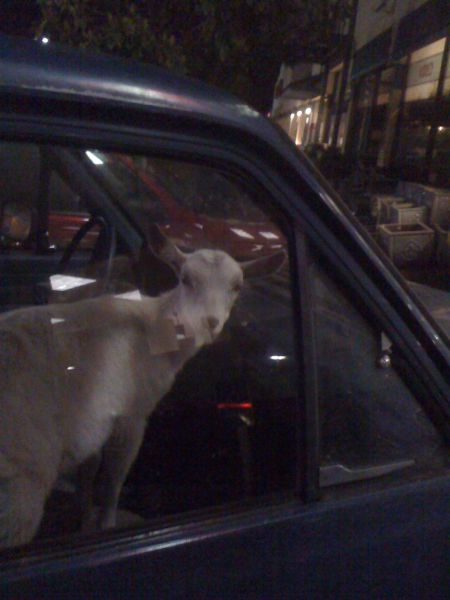 Morning Picdump