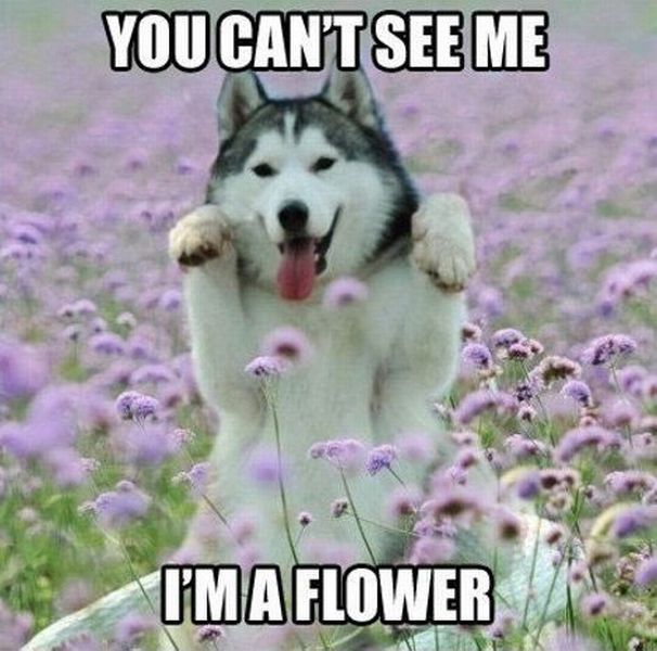 Morning Picdump