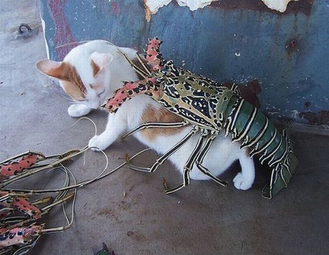 daily picdump 92 pics 45.html - 92 HD Photos | Premium Gallery 2012