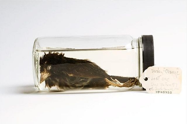 Animals That Are Recently Extinct