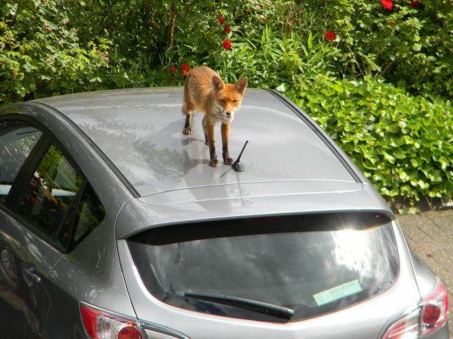morning picdump 58 pics 14.html - 58 HD Photos | Premium Gallery 2012