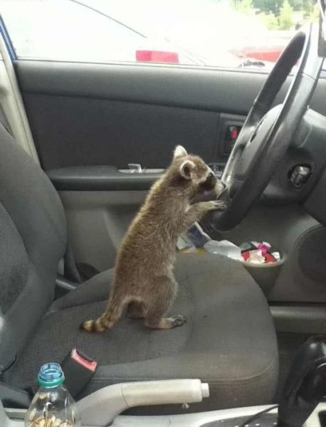 Morning Picdump