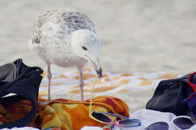 This Is Why Beaches Suck
