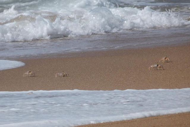 This Is Why Beaches Suck