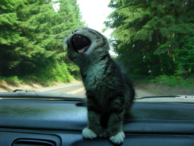 Daily Picdump [WEEKEND EDITION]