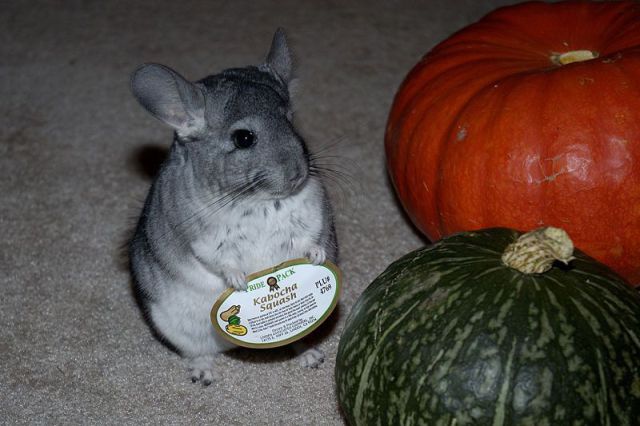 daily picdump weekend edition 106 pics 9.html - 106 HD Photos | Premium Gallery 2012