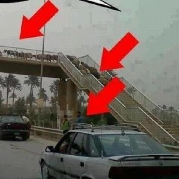 Morning Picdump
