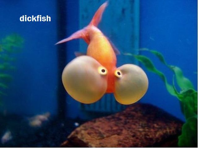 daily picdump 104 pics 18.html - 104 HD Photos | Premium Gallery 2012