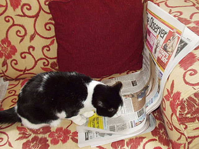 Funny Animals That Are Hungry for Knowledge