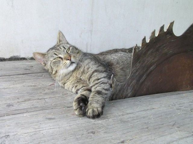 daily picdump weekend edition 103 pics 23.html - 103 HD Photos | Premium Gallery 2012