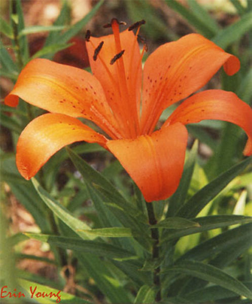 Halloween Costumes Made Easy