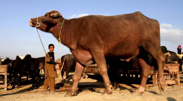 morning picdump 52 pics 3.html - 52 HD Photos | Premium Gallery 2012