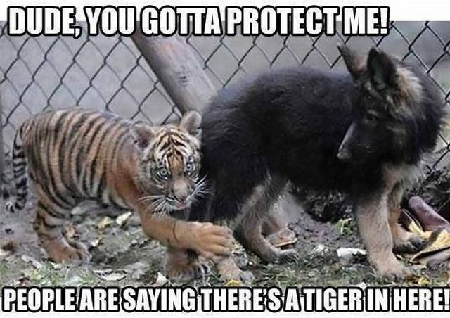 daily picdump weekend edition 97 pics 29.html - 97 HD Photos | Premium Gallery 2012