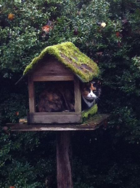 daily picdump 99 pics 50.html - 99 HD Photos | Premium Gallery 2012