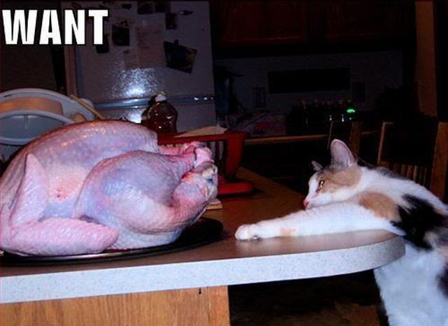 daily picdump weekend edition 98 pics 20.html - 98 HD Photos | Premium Gallery 2012