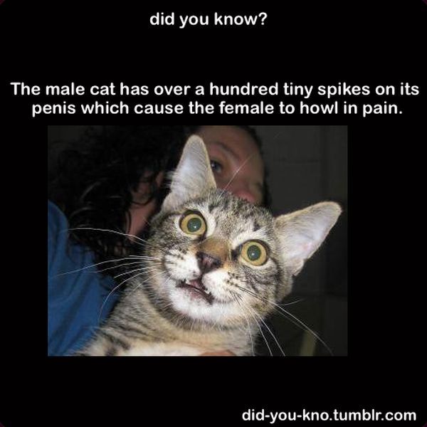 Fascinating Trivia That’s Good to Know