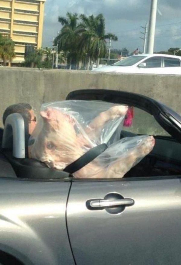 Morning Picdump