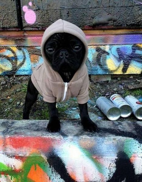 daily picdump weekend edition 91 pics 27.html - 91 HD Photos | Premium Gallery 2013
