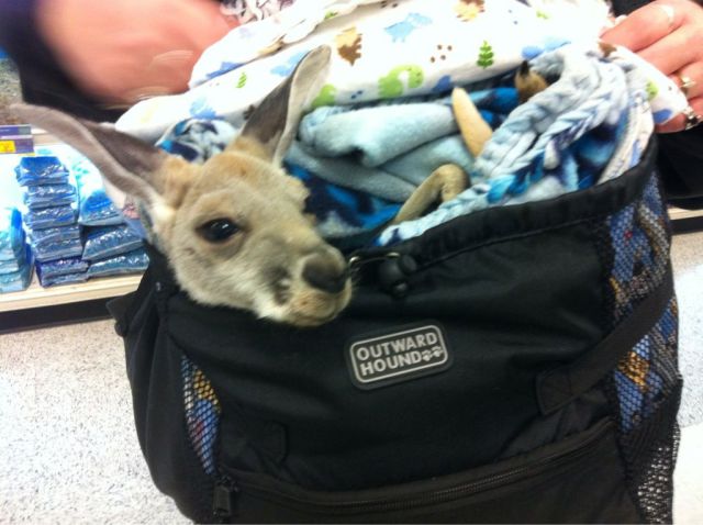 daily picdump weekend edition 91 pics 27.html - 91 HD Photos | Premium Gallery 2013