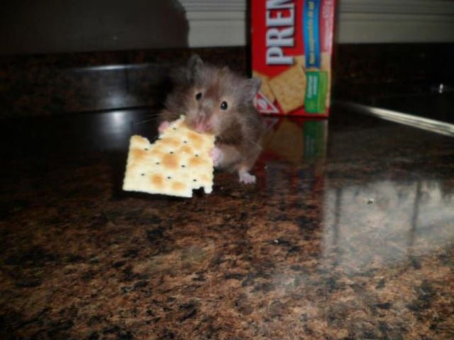 Oops, Totally Busted