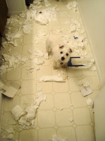 Oops, Totally Busted