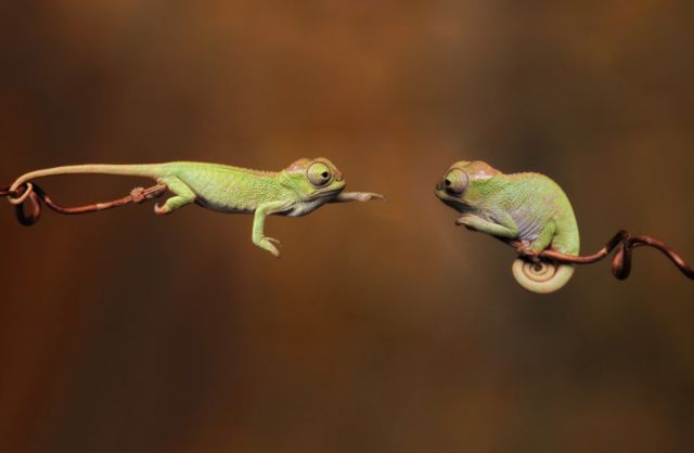 Amazing Photos of Animals Caught in the Act