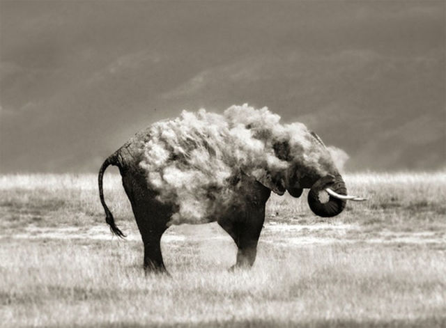 Amazing Photos of Animals Caught in the Act