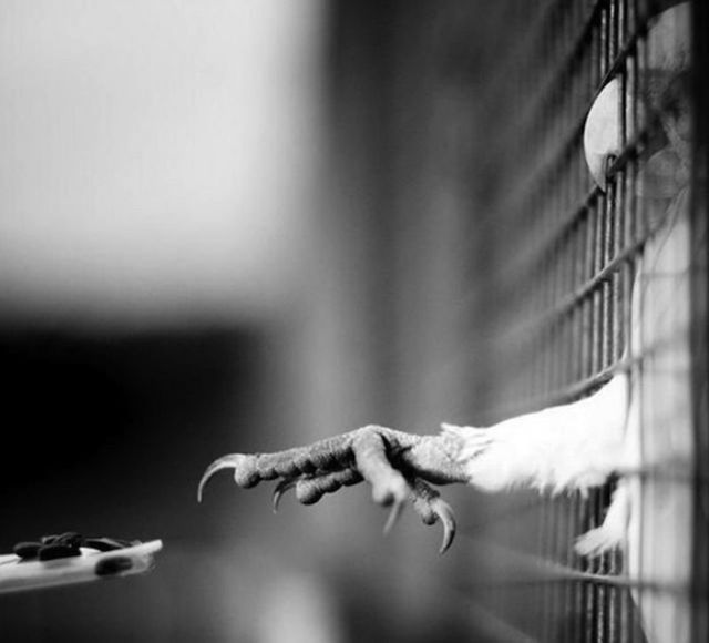 Amazing Photos of Animals Caught in the Act