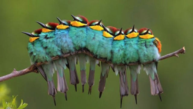 Amazing Photos of Animals Caught in the Act