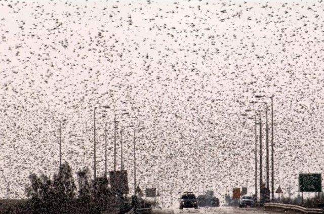 Beware the Locust Invasion