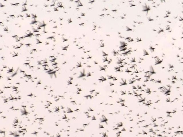 Beware the Locust Invasion