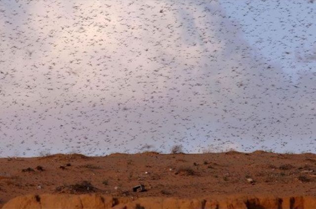 Beware the Locust Invasion