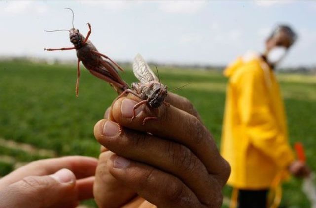 Beware the Locust Invasion