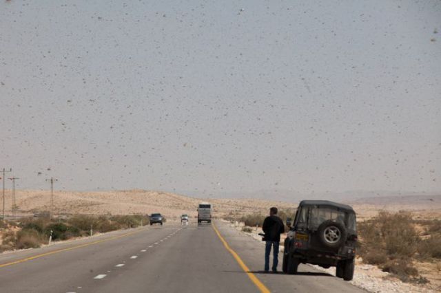 Beware the Locust Invasion