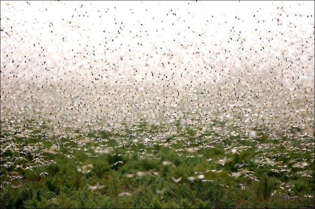 Beware the Locust Invasion