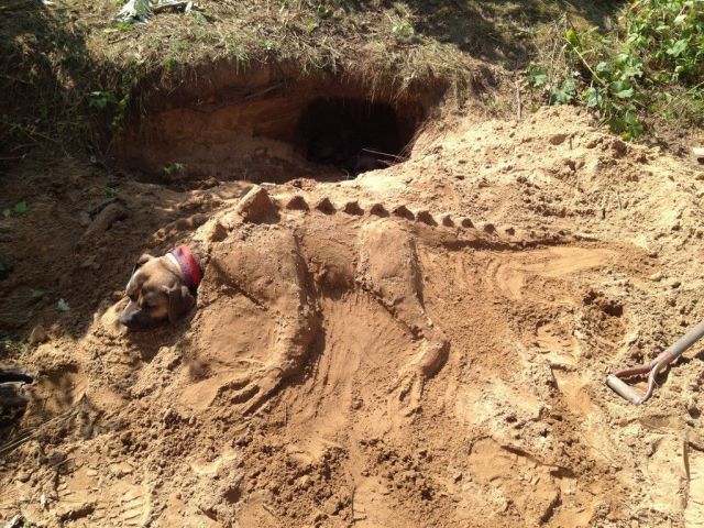 Daily Picdump [WEEKEND EDITION]