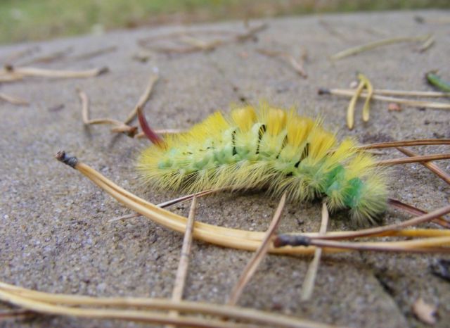 Truly Disgusting Things People Have Found in Their Food