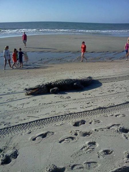 Morning Picdump