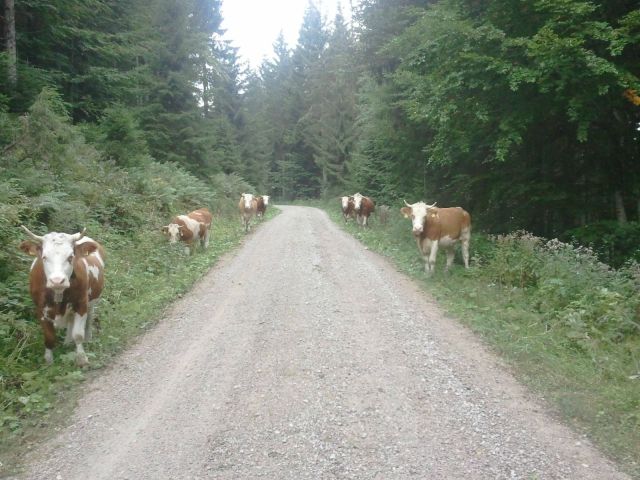 morning picdump 55 pics 7.html - 55 HD Photos | Premium Gallery 2013