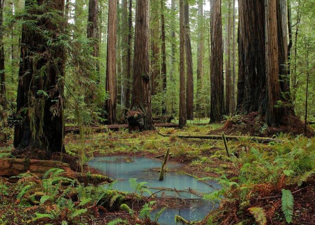 The Amazing Natural Wonders of California, USA