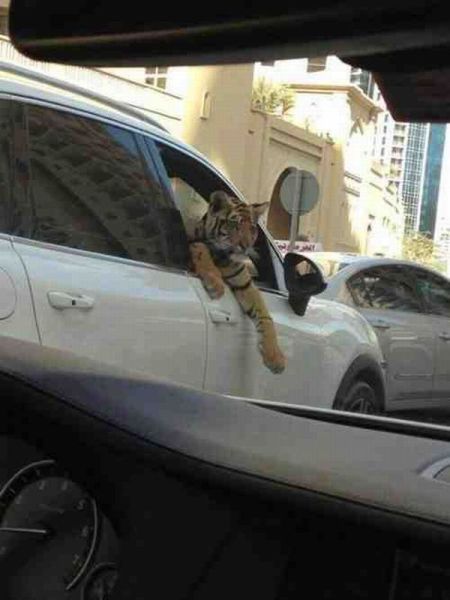 morning picdump 52 pics 13.html - 52 HD Photos | Premium Gallery 2013