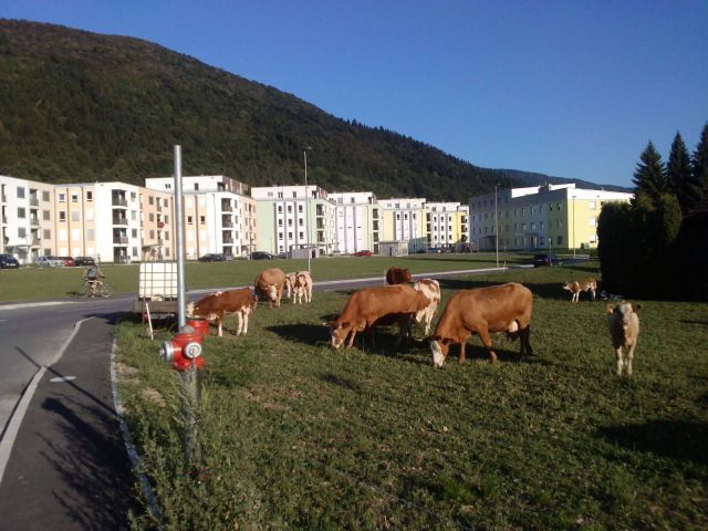 morning picdump 53 pics 16.html - 53 HD Photos | Premium Gallery 2013