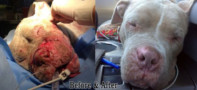 Sweet Story of a Rescued Pit Bull