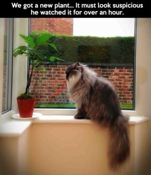 Morning Picdump