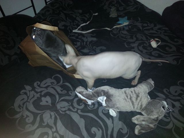 morning picdump 54 pics 9.html - 54 HD Photos | Premium Gallery 2014