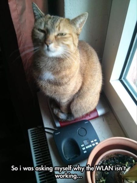 Morning Picdump