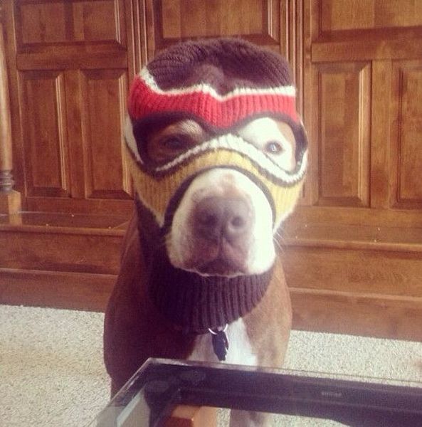 Morning Picdump